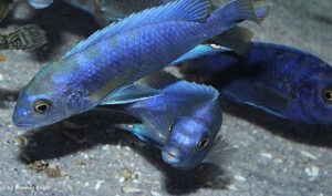 Labidochromis sp. 'gigas mara' Mara Rocks